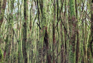TAD | Loteo Chiloé